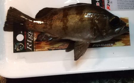 今季初メバル☆