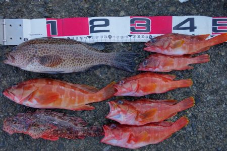 シマノの磯釣り大会の順延日でした