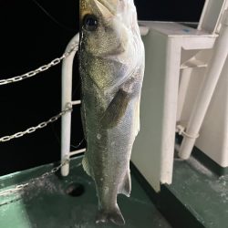 シーバスがいっぱい