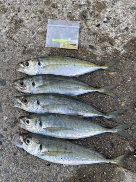 朝マズメが熱い！