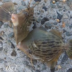 潮が動くタイミングにアタリ連発