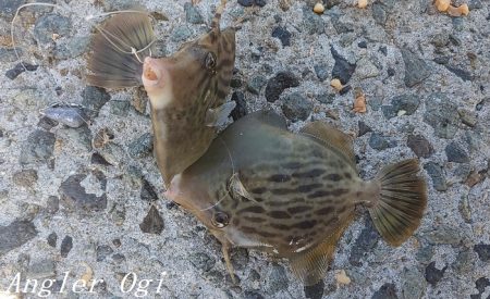 潮が動くタイミングにアタリ連発