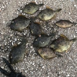 久しぶりに会う友達とカワハギ釣り