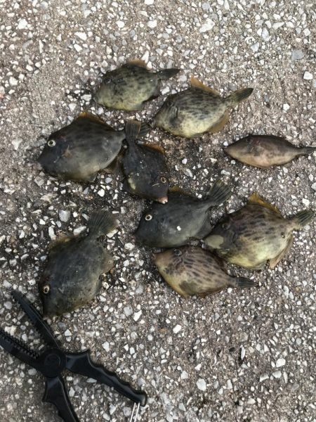 久しぶりに会う友達とカワハギ釣り