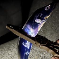 太刀魚始まってた