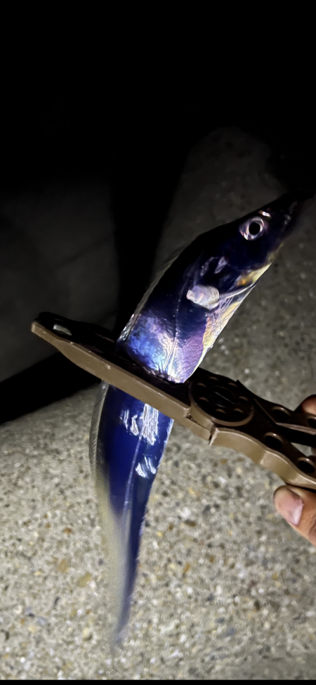 太刀魚始まってた