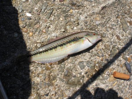 業務スーパーで小エビ購入波止へ