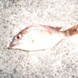 久しぶりの徹夜釣り