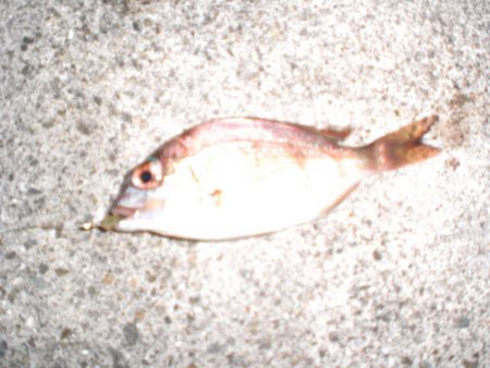 久しぶりの徹夜釣り