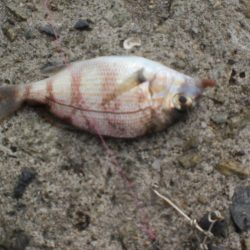 ちょいなげでハゲ