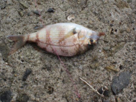 ちょいなげでハゲ