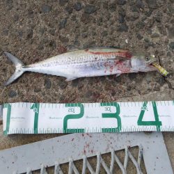 ボウズは逃れた