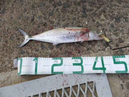 ボウズは逃れた