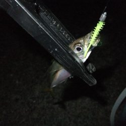 久々のアジング