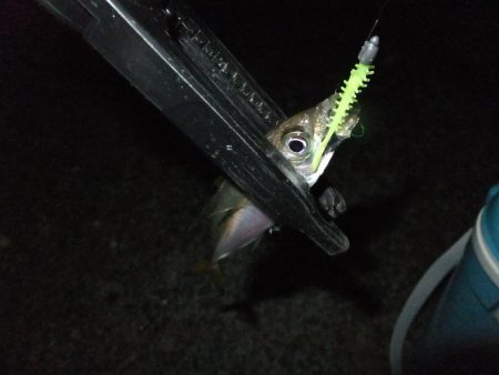 久々のアジング