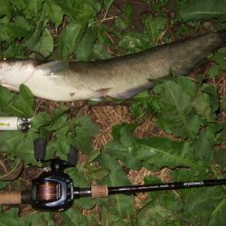 終盤戦のナマズ釣り