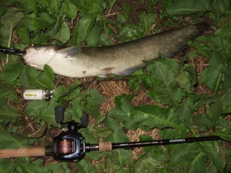 終盤戦のナマズ釣り