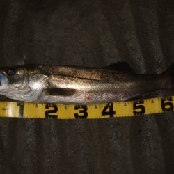 ベイトシーバス釣行