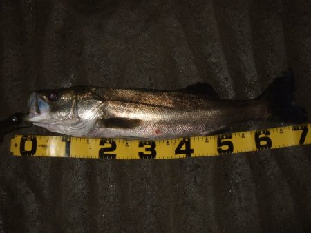 ベイトシーバス釣行