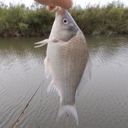 紀ノ川／田井ノ瀬　ヘラブナ釣り　マブナ６枚