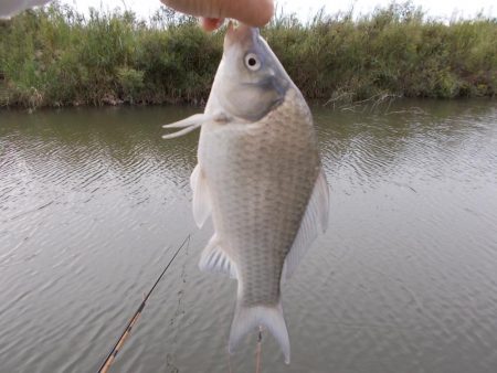 紀ノ川／田井ノ瀬　ヘラブナ釣り　マブナ６枚…