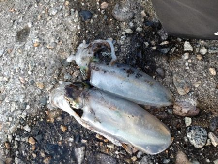 アオリイカ２杯！