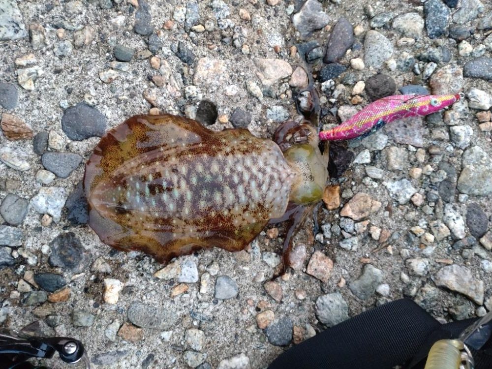 アオリイカ１杯！コウイカ１杯！（お）