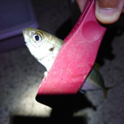 アジ大きくなったかな？