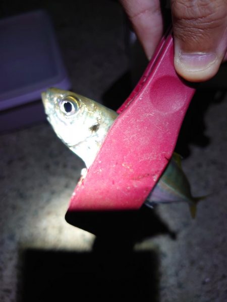 アジ大きくなったかな？