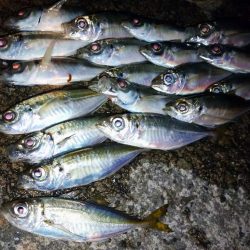 今夜のアジング