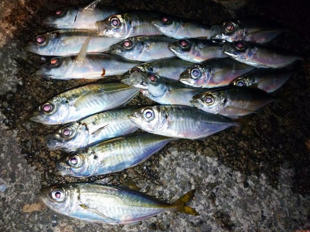 今夜のアジング