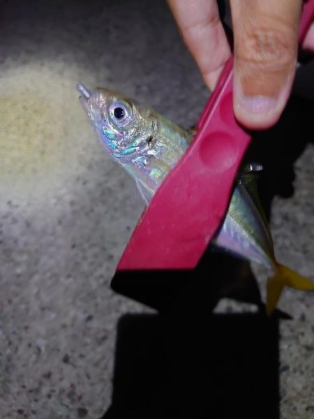 アジング再現性