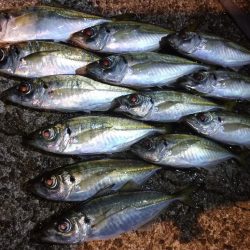 良型アジを求めて😋