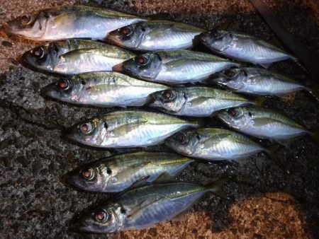 良型アジを求めて😋