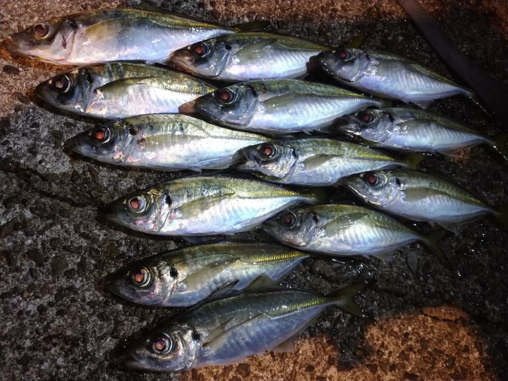 良型アジを求めて😋