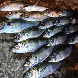 今夜もアジング