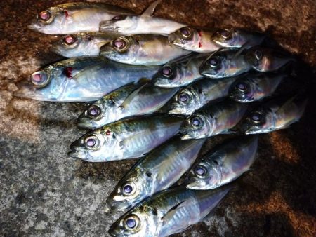 今夜もアジング