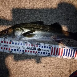 ナイトシーバス