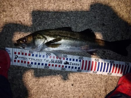 ナイトシーバス