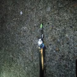 二見タチウオ釣行