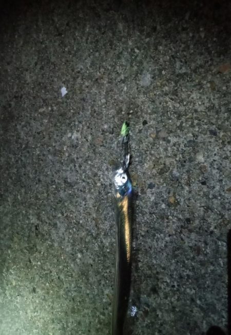 二見タチウオ釣行