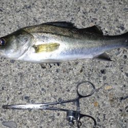 たまたま五目釣り