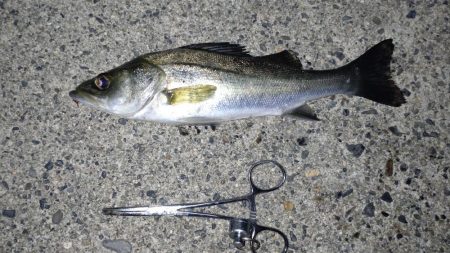 たまたま五目釣り