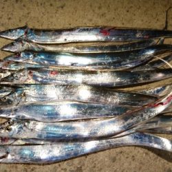 夕まずめは青物の回遊は見られず