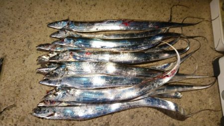 夕まずめは青物の回遊は見られず