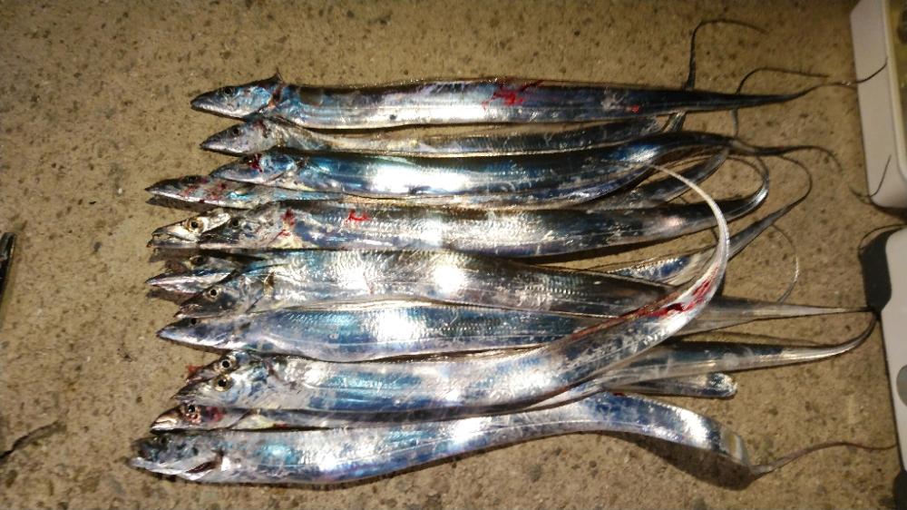 夕まずめは青物の回遊は見られず