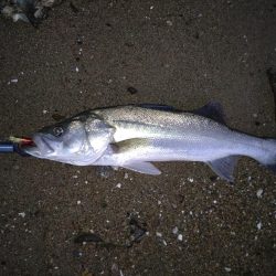 朝マヅメ❌夕マヅメ⭕でした