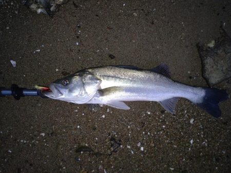 朝マヅメ❌夕マヅメ+…