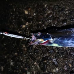 タチウオリベンジ