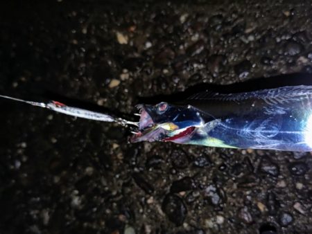 タチウオリベンジ